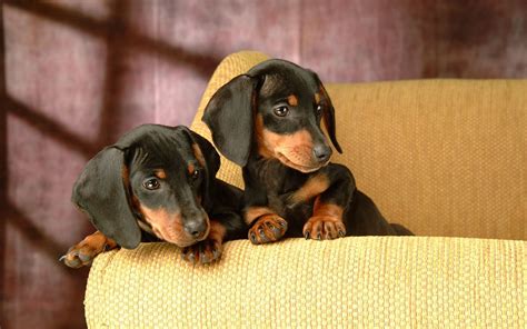 Lovely Dog wallpaper - Dogs Wallpaper (13935143) - Fanpop