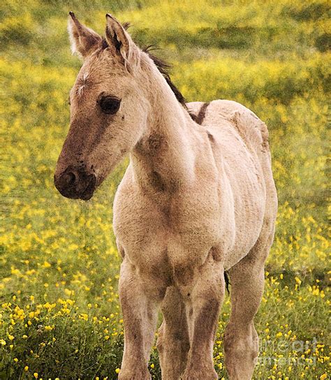 Buckskin - Buckskin Stallion / Buckskins, breeches or shoes made of buckskin. - Srkvuorniqxiv