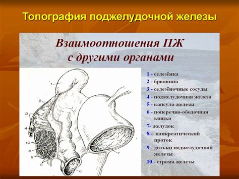 Опухоли поджелудочной железы - презентация онлайн