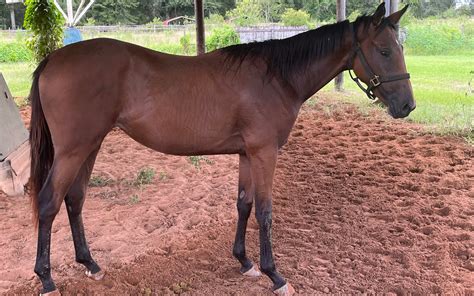 The Differences Between Bay And Chestnut Horses: A Guide.