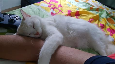 Can't move my arm. : r/SleepingCats