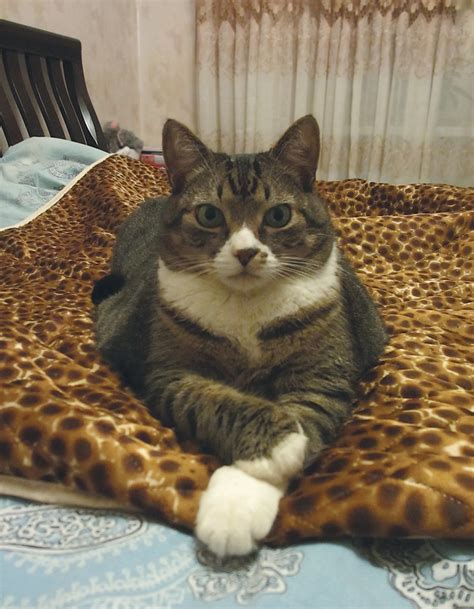 Кузя кот | Kupreeva_Uliya | Flickr