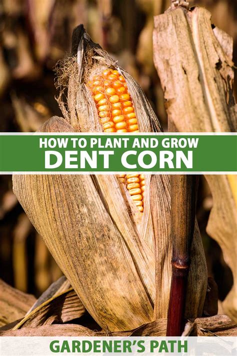 How to Grow Dent Corn at Home | Gardener’s Path