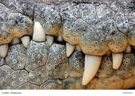 Lacoste Krokodil vs. Kaiman