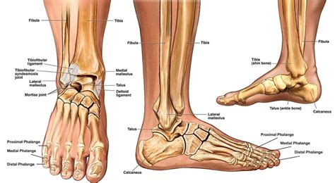 parts   human ankle  samuel truelove blog