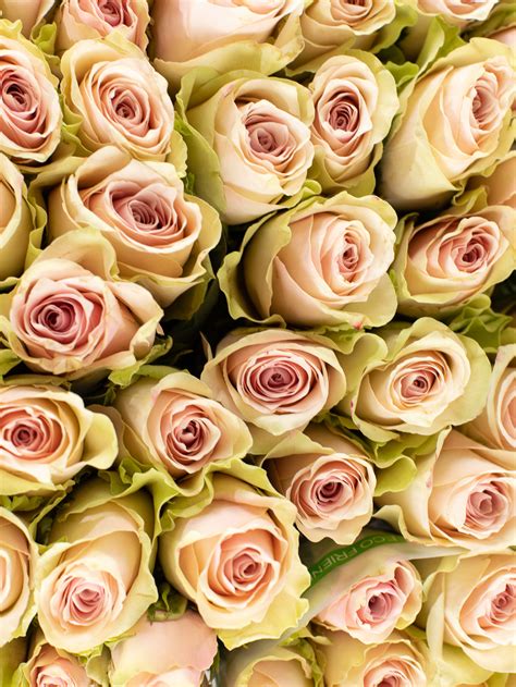 Rožės Pink Atena 40 cm 237683