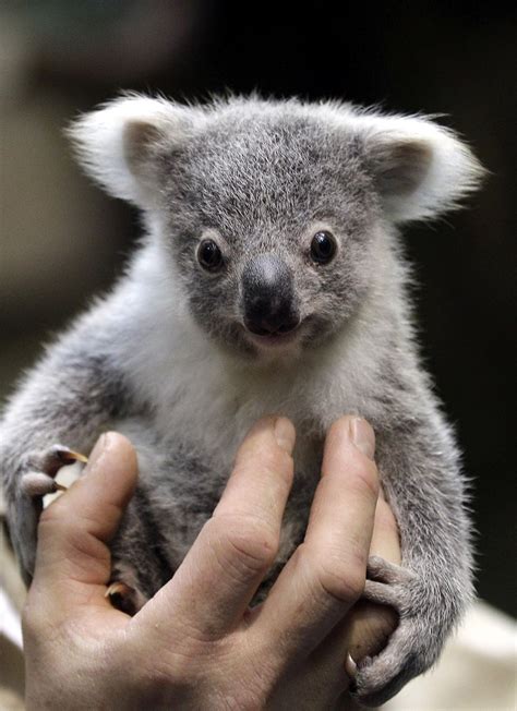 Baby Koala Bears