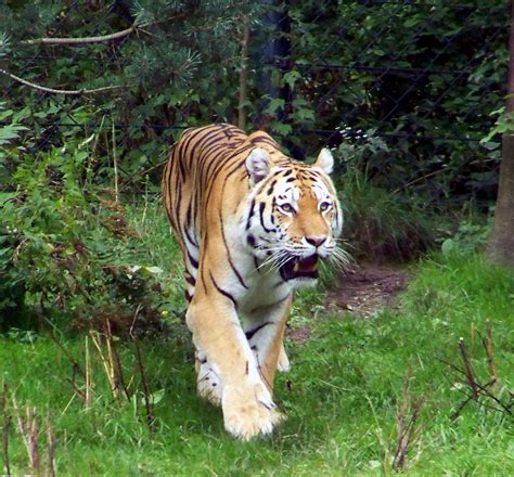 Ich komme! Foto & Bild | tiere, zoo, wildpark & falknerei, säugetiere ...