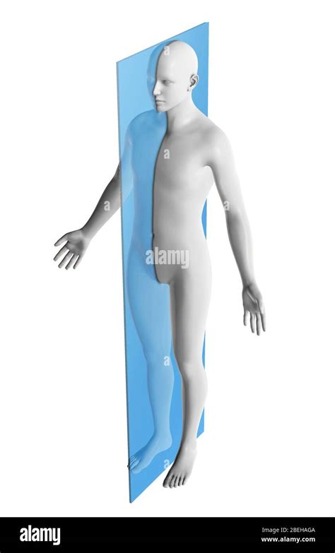 Sagittal Plane High Resolution Stock Photography and Images - Alamy