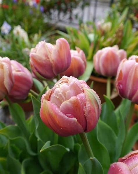 Tulip La Belle Epoque | Bulb flowers, Flower bulbs for sale, Tulips