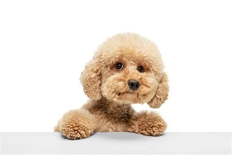 29 Cute Maltipoo Haircut Ideas - All The Different Types and Styles ...