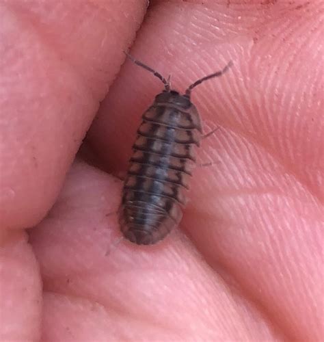 Roly-Poly Bugs – Kitchen Weekend