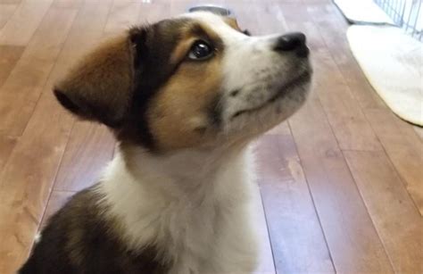 Adopt Me: Sugar is looking for a new home! - TownAndCountryToday.com