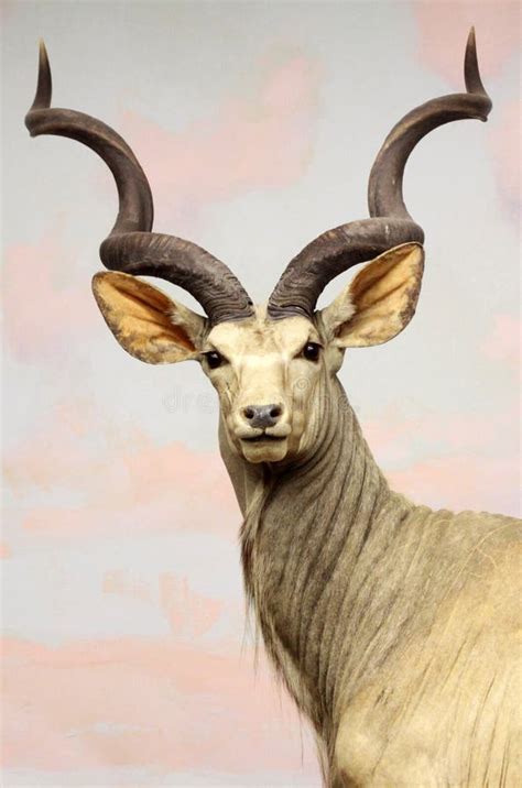 Kudu mount stock photo. Image of spiraled, animal, sneak - 3221464