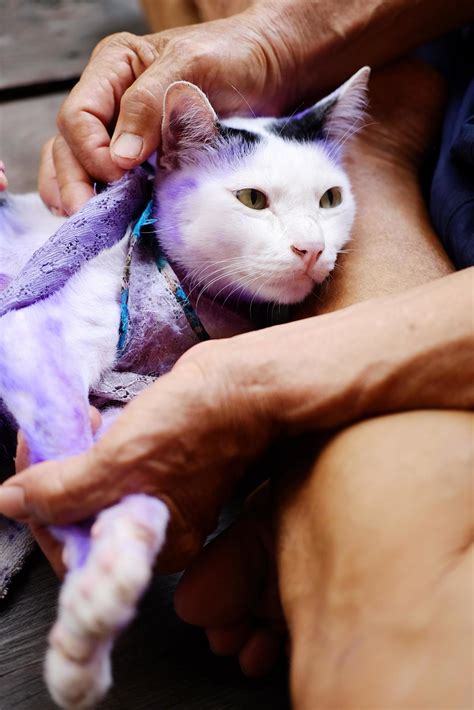 Dermatitis and treat Purple pill for cat with diseased Tinea or Ring