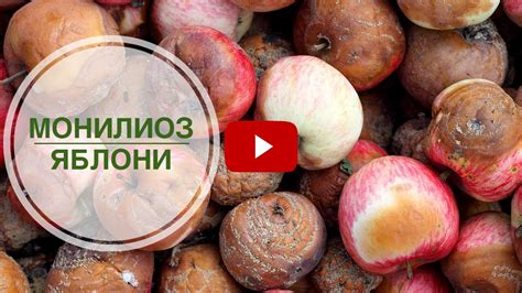 Монилиоз яблони Боремся с опасным заболеванием - YouTube