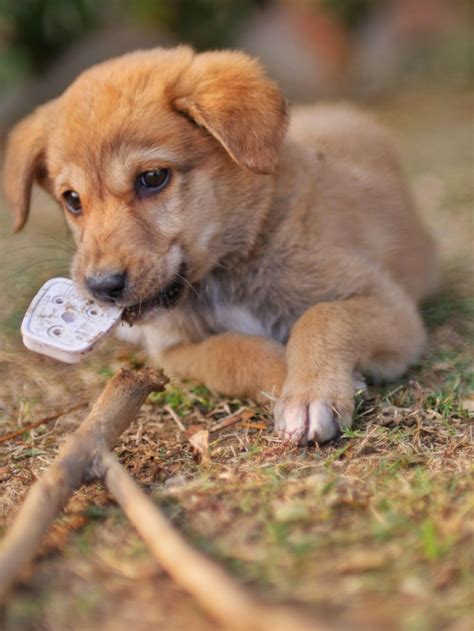Simpatico | Puppies, Dog infographic, Cute dogs