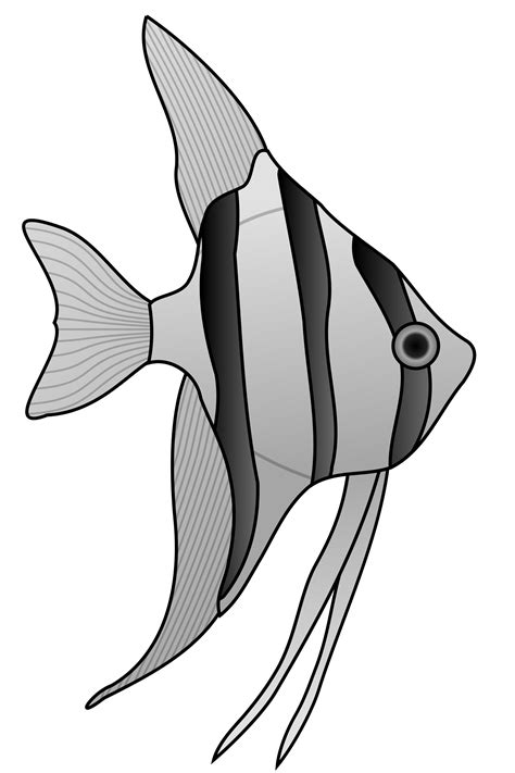 Freshwater angelfish - fish png download - 1651*1901 - Free Transparent ...