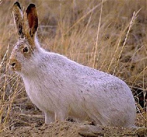 Blog Animali: Coniglio Europeo Coniglio Amami Coniglio Silviago