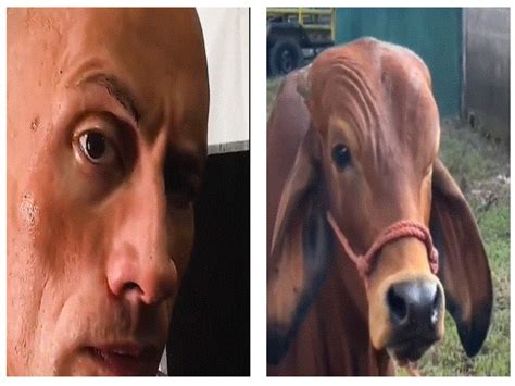 The Rock Eyebrow Meme