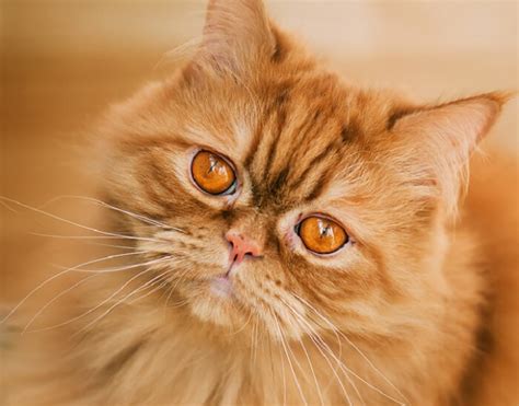 Selkirk Rex Cat Breed: Size, Appearance & Personality