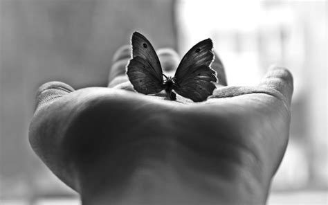 monochrome, Butterflies Wallpapers HD / Desktop and Mobile Backgrounds