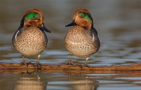 Green Wing Teal | Drake Green-Winged Teal on a Log | Duck pictures ...