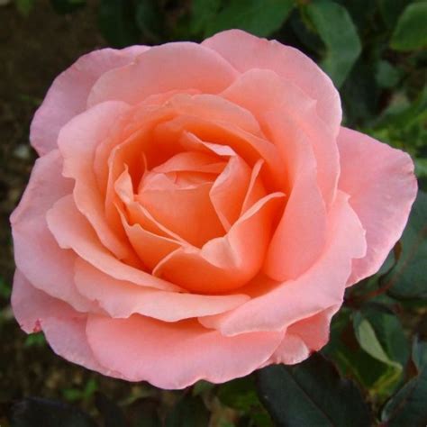 Lovely Lady | Rose, rosa, 60 cm x 60 cm (Patrick Dickson, 1986) | Rosa ...