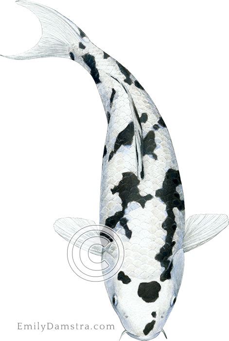 Bekko koi - Emily S. Damstra