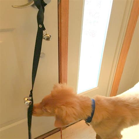 Potty Training Dog With Bell On Door at Kristin Knight blog