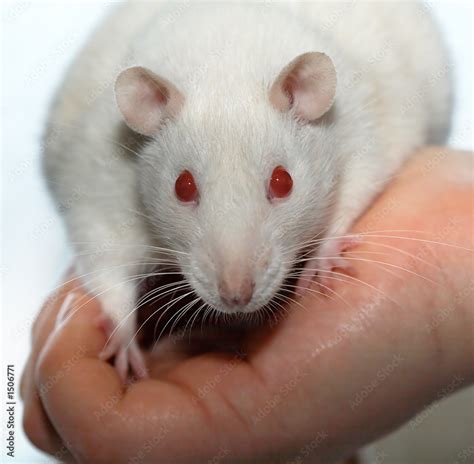 albino rat Stock Photo | Adobe Stock