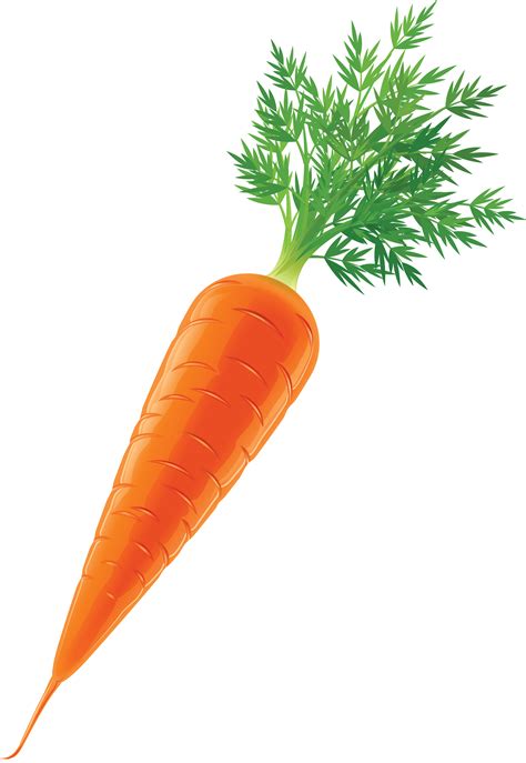 Carrot Vegetable Stock Clip art - carrot png download - 2069*3000 - Free Transparent Carrot png ...