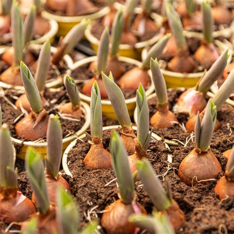 How to plant tulips in pots: a step-by-step guide | Ideal Home