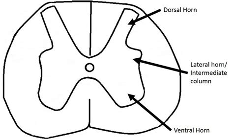 The Grey Matter of the Spinal Cord - TeachMeAnatomy