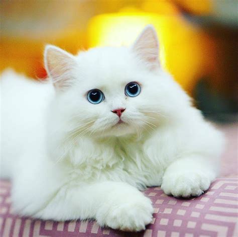 Kumpulan Gambar Kucing Lucu dan Imut - Mas Helmi Blog