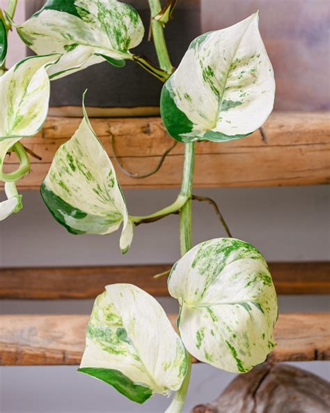 Epipremnum Manjula – I Got Planty