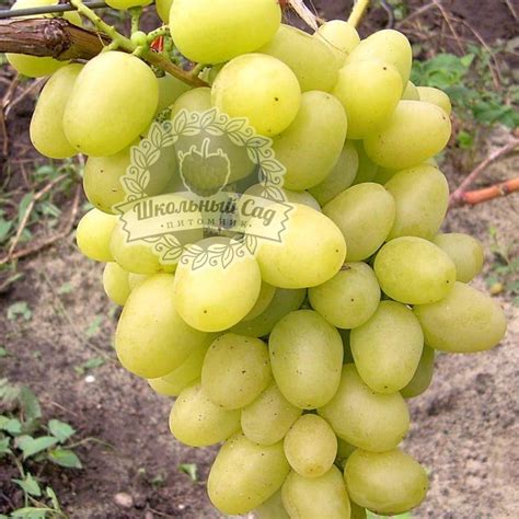 Виноград сорт Аркадия купить саженцы столового винограда