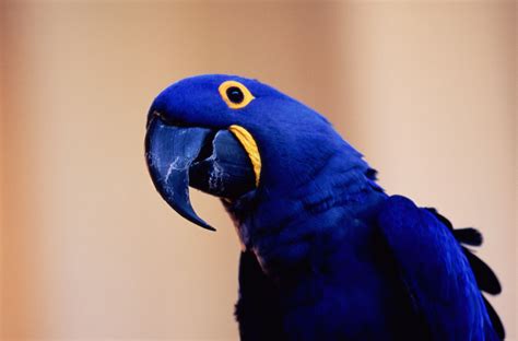 8 Top Colorful Parrot Species
