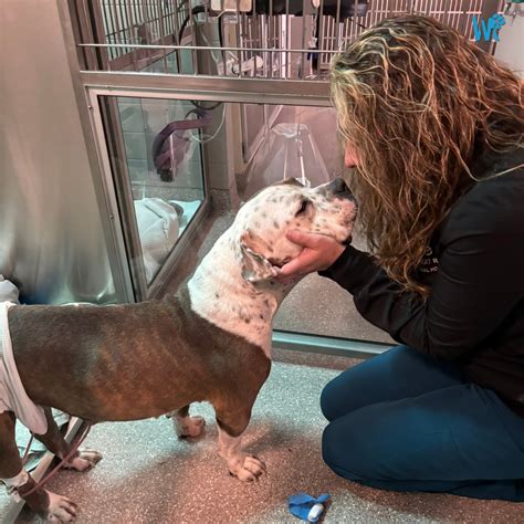 Wheat Ridge Animal Hospital... - Wheat Ridge Animal Hospital