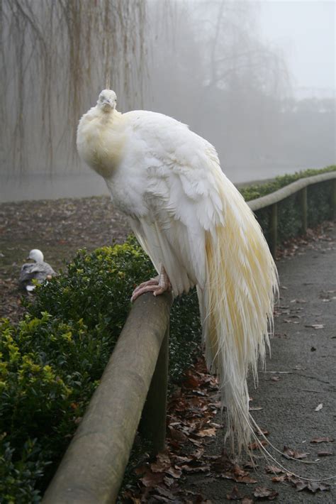 Albino peacock : r/pics
