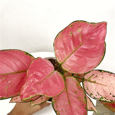 Aglaonema Siam Pink – Pots For Plants