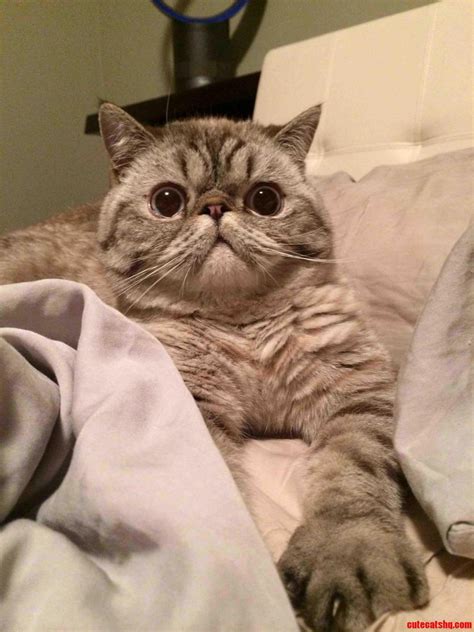 The Always Majestic Leroy | Cute cats HQ - Pictures of cute cats and ...