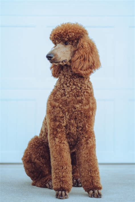 Abner Creek Poodles & Doodles – Breeding Red Standards With Heart