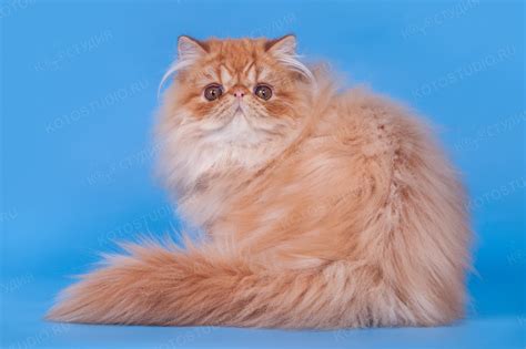 Персидские кошки - Породы кошек с фотографиями - Котостудия