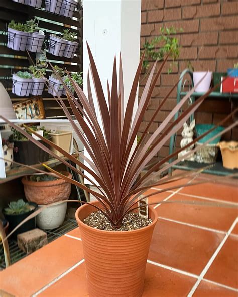 Plant FAQs: Cordyline Red Star