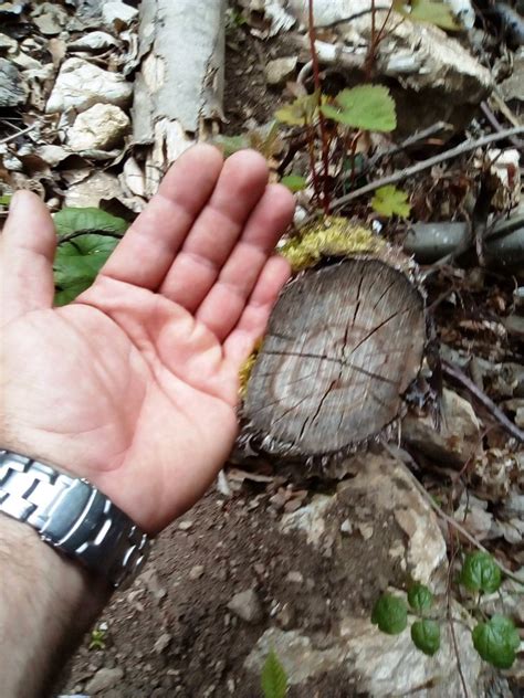 У Рачи расте непозната сорта винове лозе