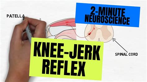 2-Minute Neuroscience: Knee-jerk Reflex - YouTube