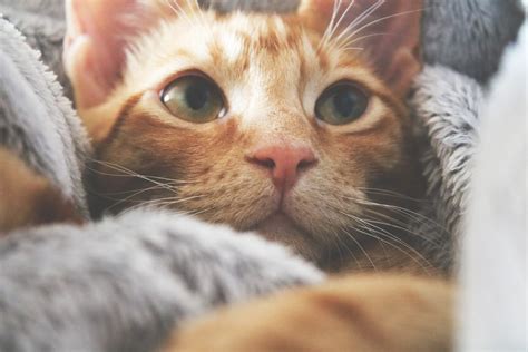 why do cats make biscuits on me 10
