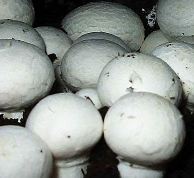 Купить мицелий грибов в домашних условиях - зерновой Шампиньон l ...