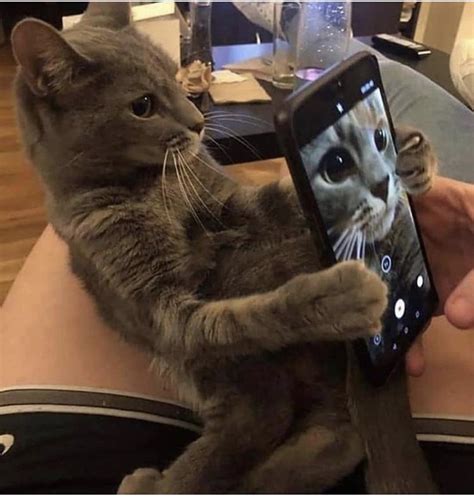 blursed cat : r/blursedimages